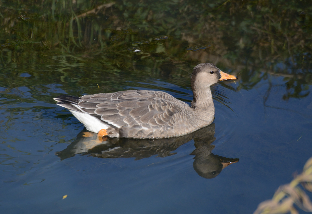 マガン_幼鳥