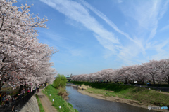 花見日和