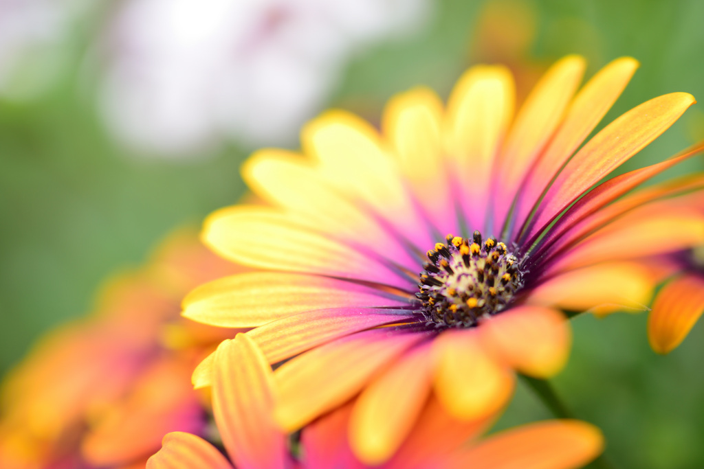 オステオスペルマム