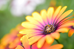 オステオスペルマム