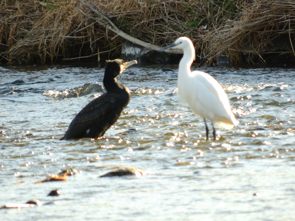白黒つけようぜ