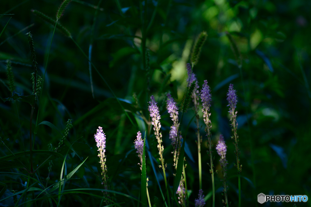 木漏れびの中に