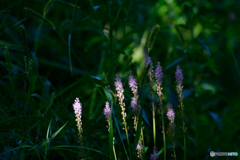 木漏れびの中に