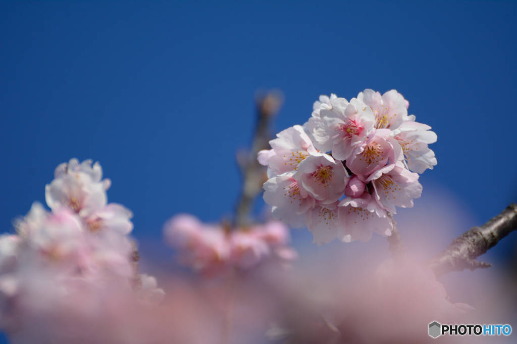 安行桜