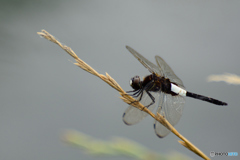 コシアキトンボ