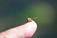 この指　とまった!!