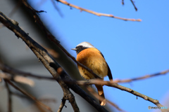 ジョビ男_ちょいアップ