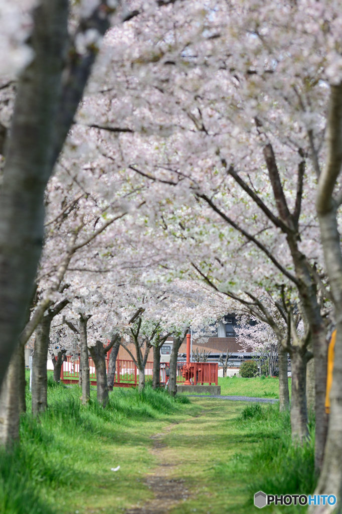 桜トンネル