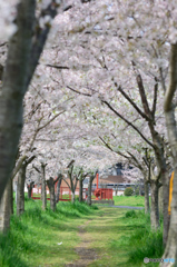 桜トンネル