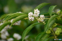 白玉のようなかわいい実