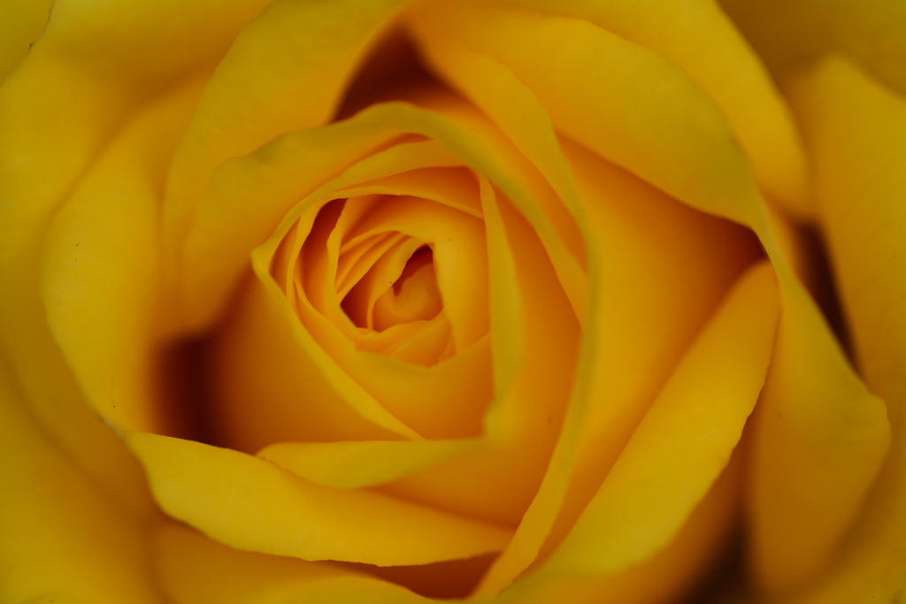 薔薇_2