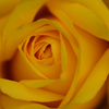 薔薇_2