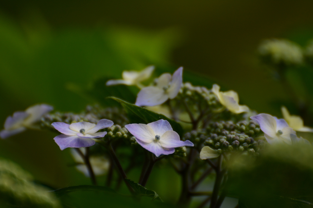 雨待ち草