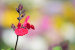 チェリーセージ