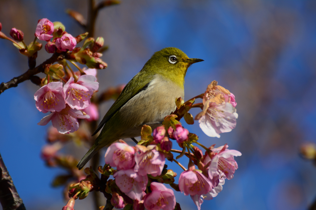 河津桜とメジロ