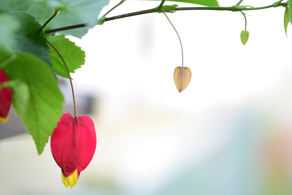 チロリアンランプ