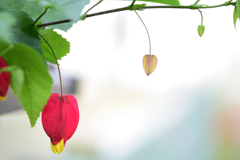 チロリアンランプ