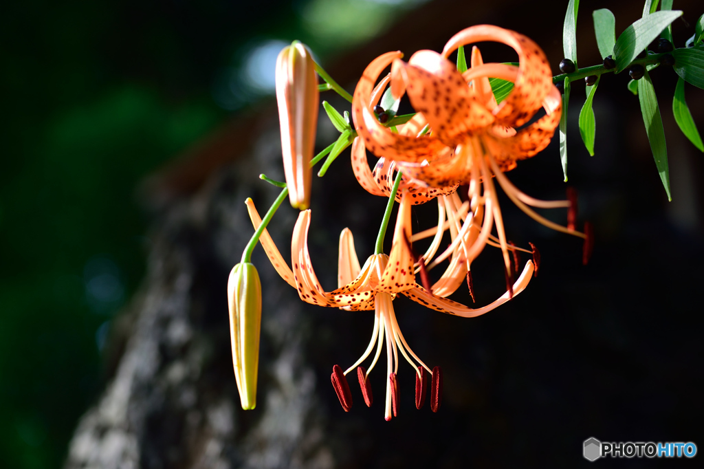 ひっそりと咲く