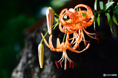 ひっそりと咲く