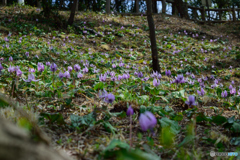 群生