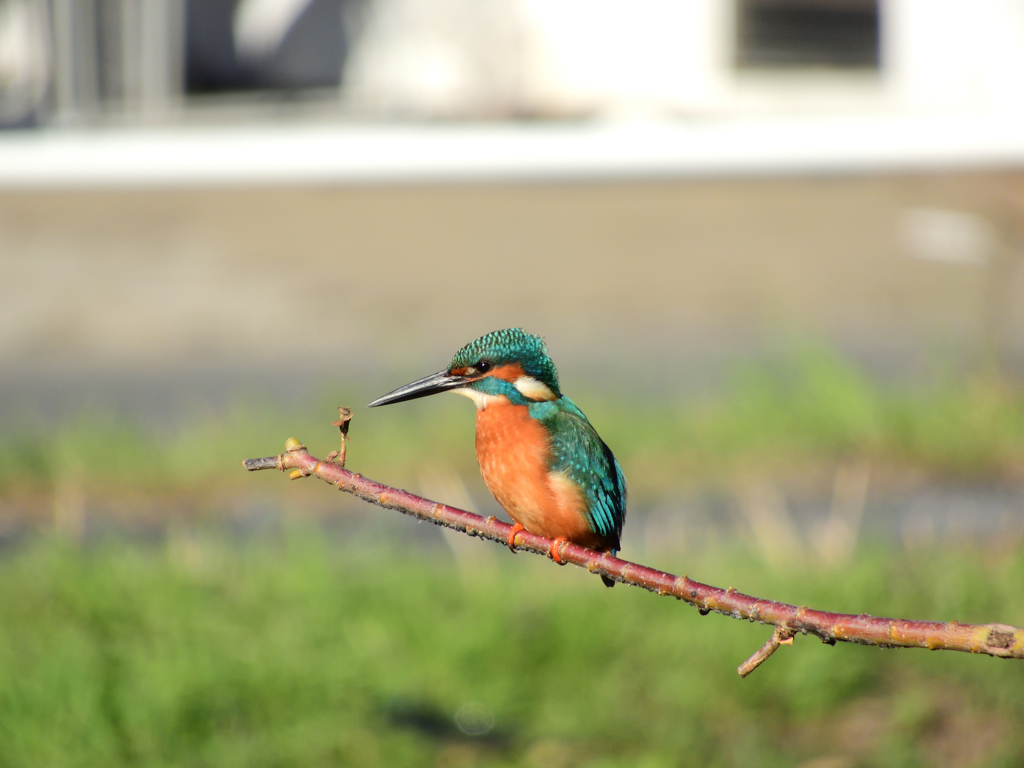 今日でお別れかな？