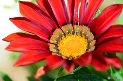 ガザニア（赤）