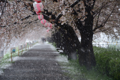 雪の桜並木