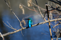 ブルーな男の子