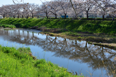 花まつりの後で_2