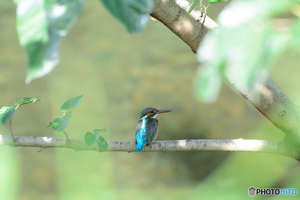 カワちゃん_0915