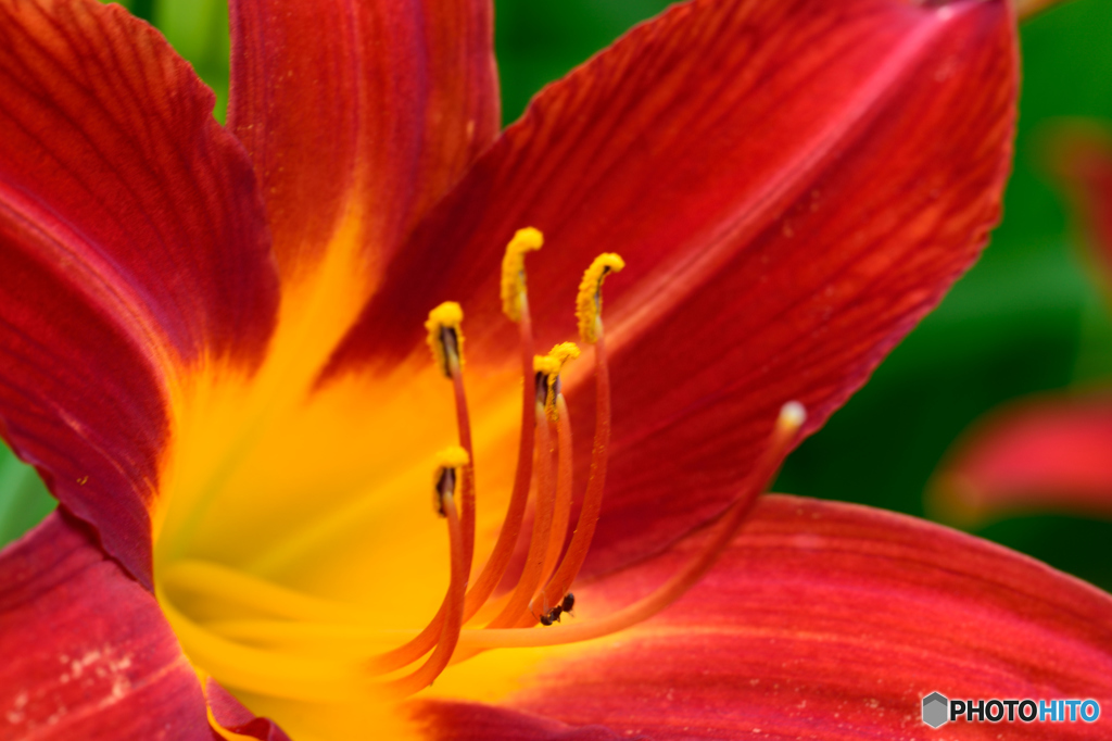 フェアマーガレット