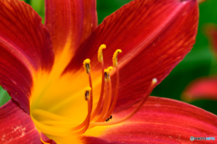 フェアマーガレット