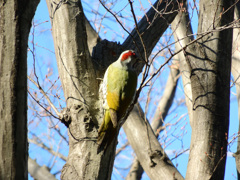 初トリ_アオゲラ