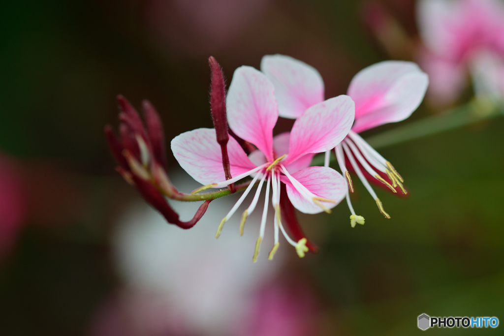 ピンクのガウラ