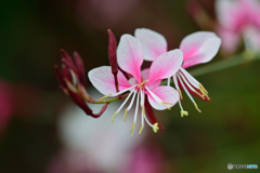 ピンクのガウラ