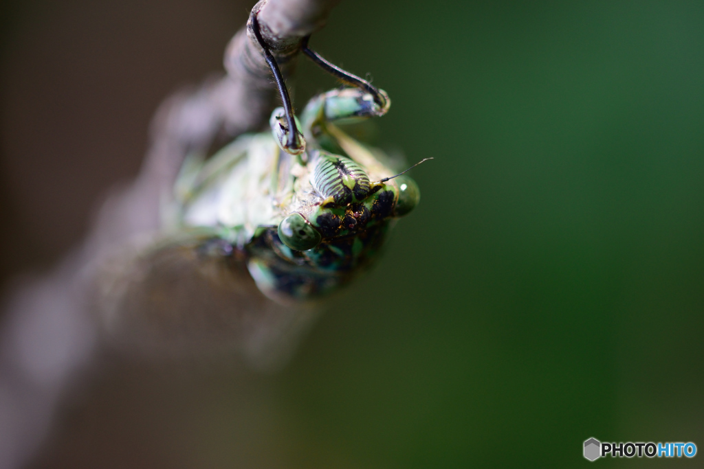 初秋のミンミンちゃん