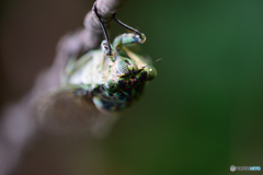 初秋のミンミンちゃん