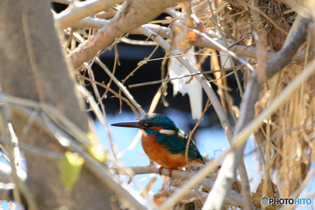 カワちゃん_1218