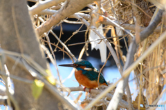 カワちゃん_1218