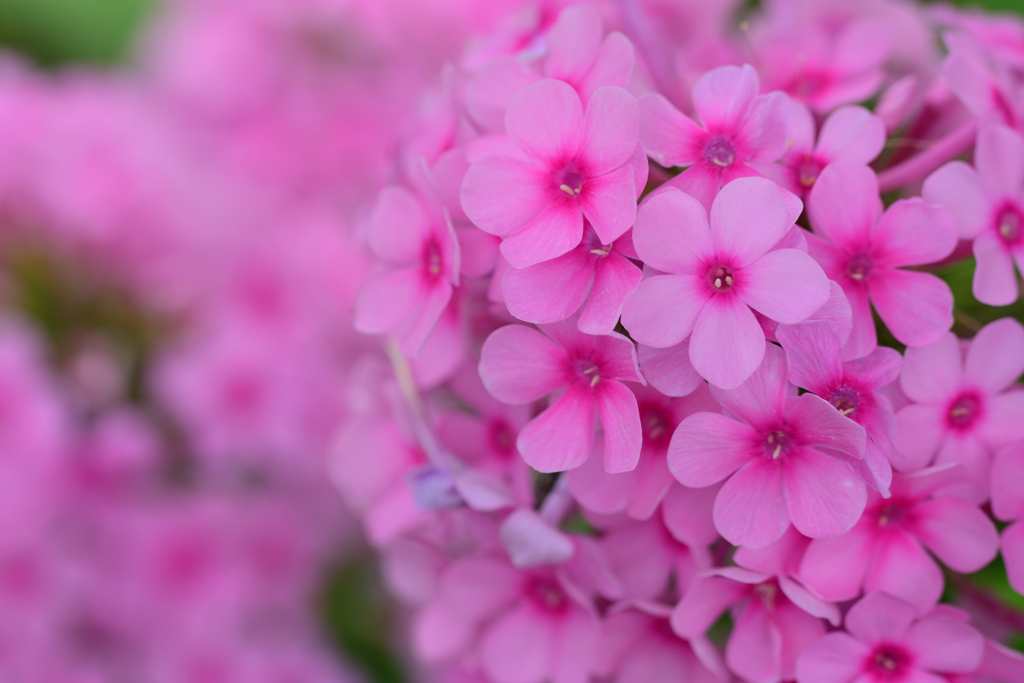 花魁草
