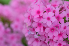 花魁草