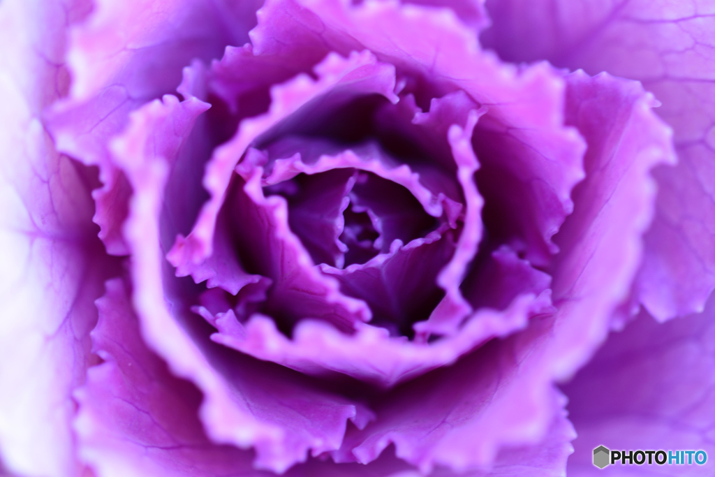 紫のミルフィーユ