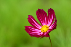 コスモス一輪