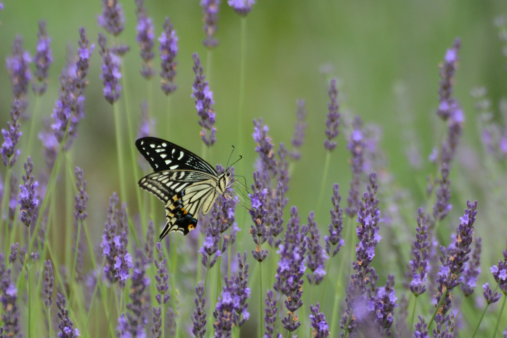 ラベンダー畑のアゲハ蝶