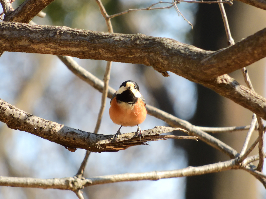 初トリ_ヤマガラ