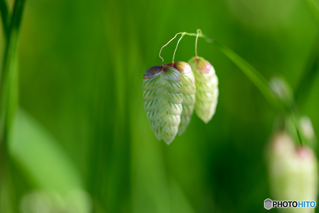 小判草