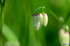 小判草