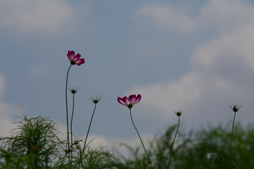 コスモス