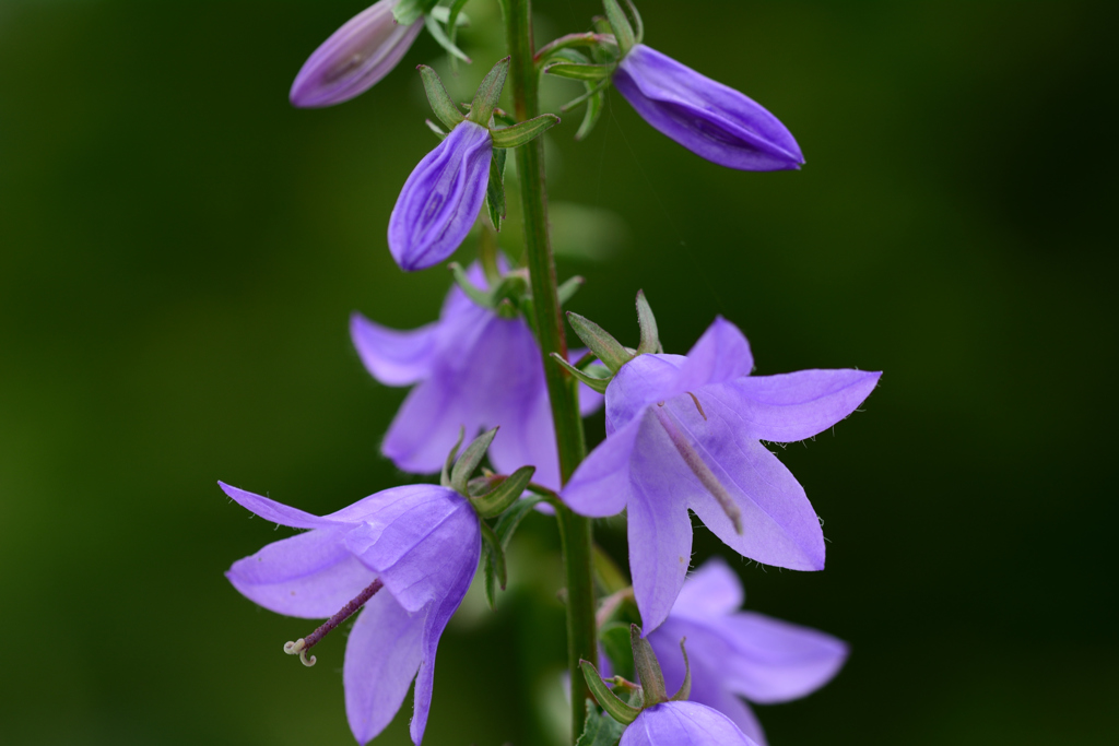 ツリガネニンジン
