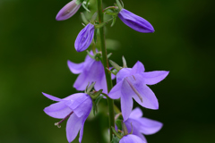 ツリガネニンジン